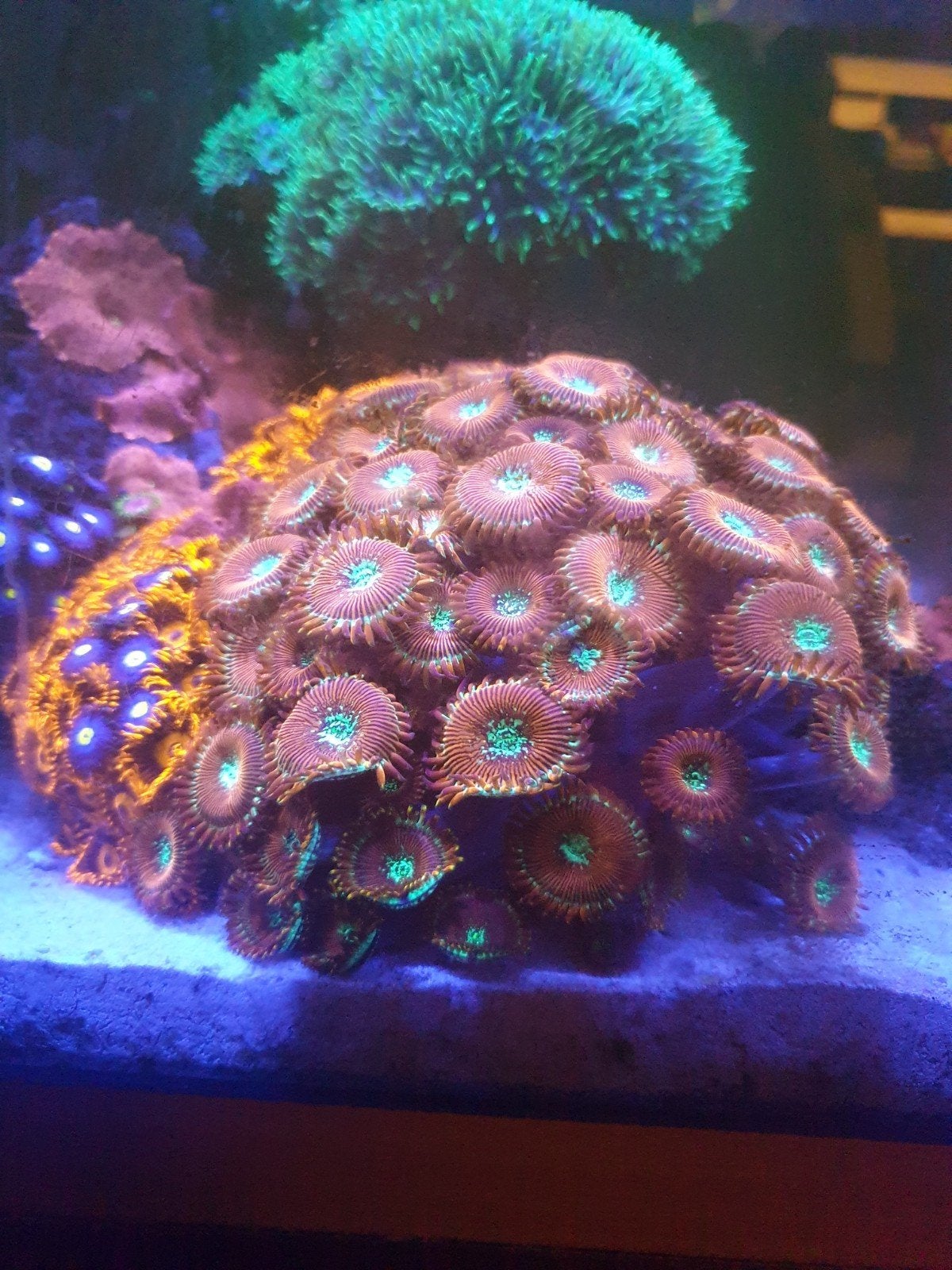 Zoanthus magician stekjes vanaf €10, Overige typen, Zoutwatervis