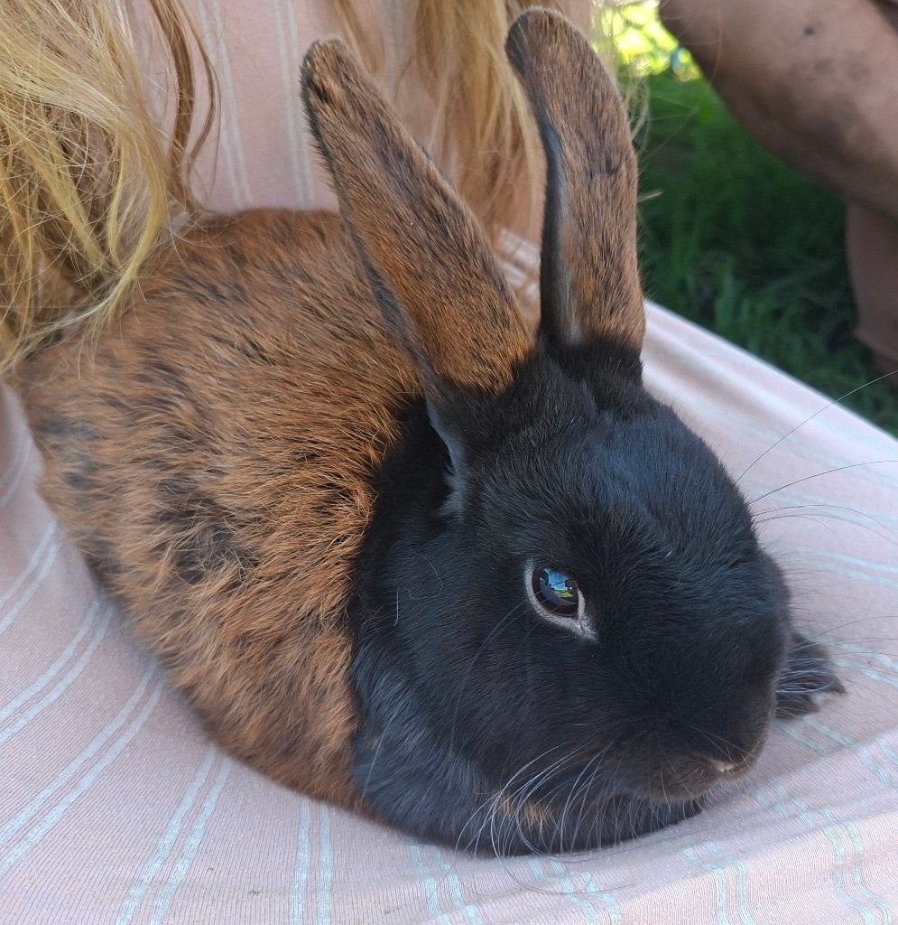 Vriendelijk tam konijn, Dieren en Toebehoren, Mannelijk, Middelgroot, Hangoor, 0 tot 2 jaar