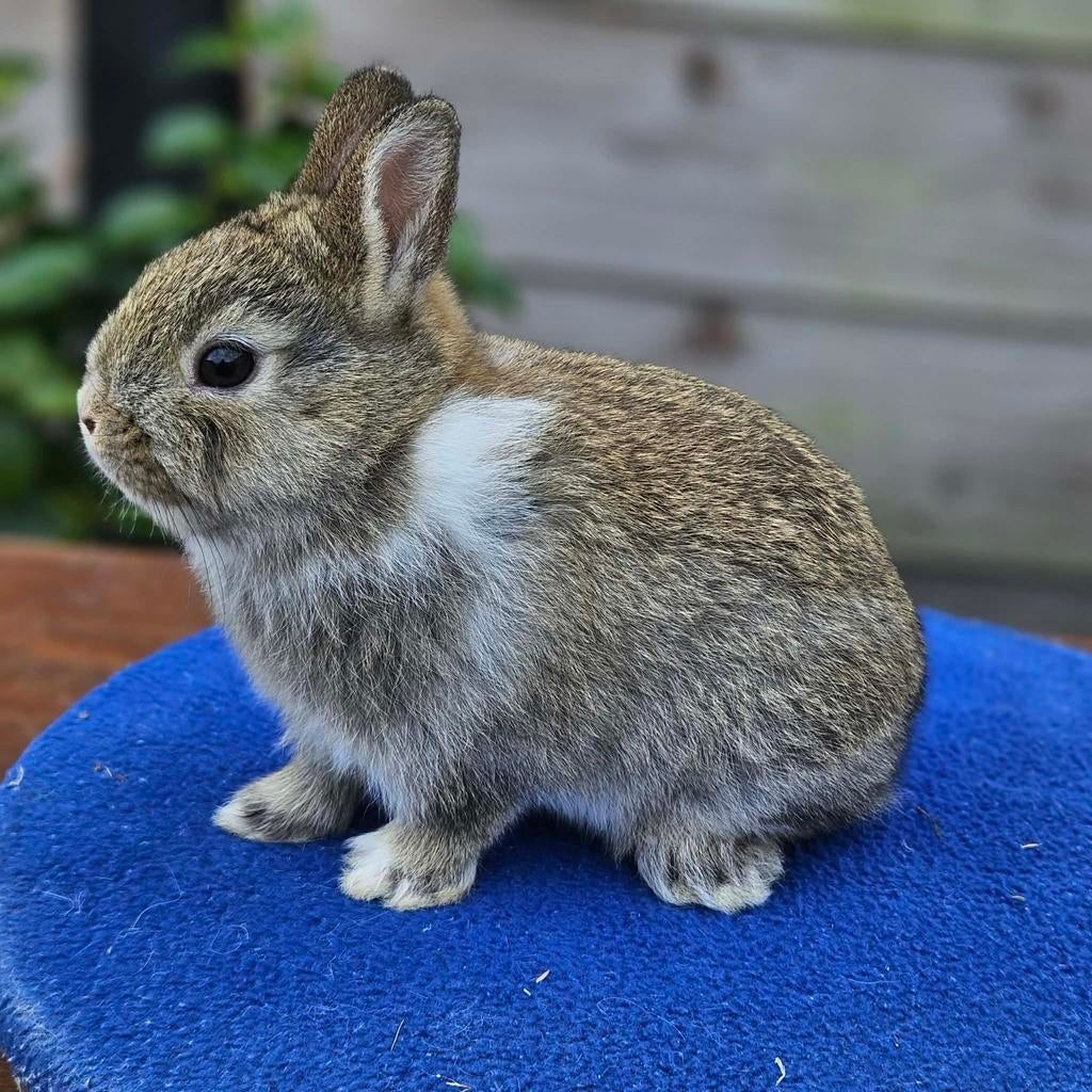 Dwergkonijntje, Dieren en Toebehoren, Konijnen, Mannelijk, Dwerg