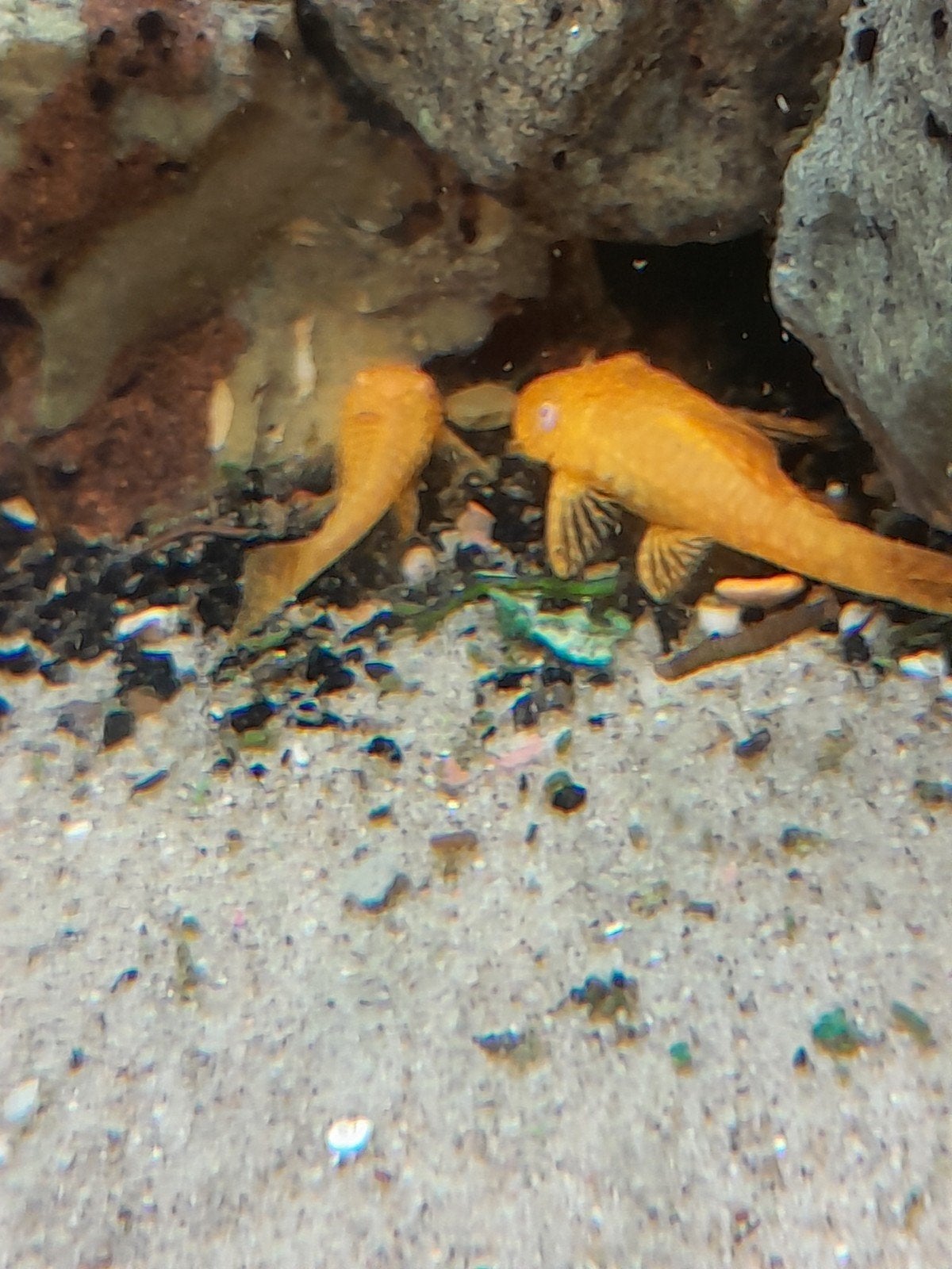 Aquarium vis.  Borstelneus.