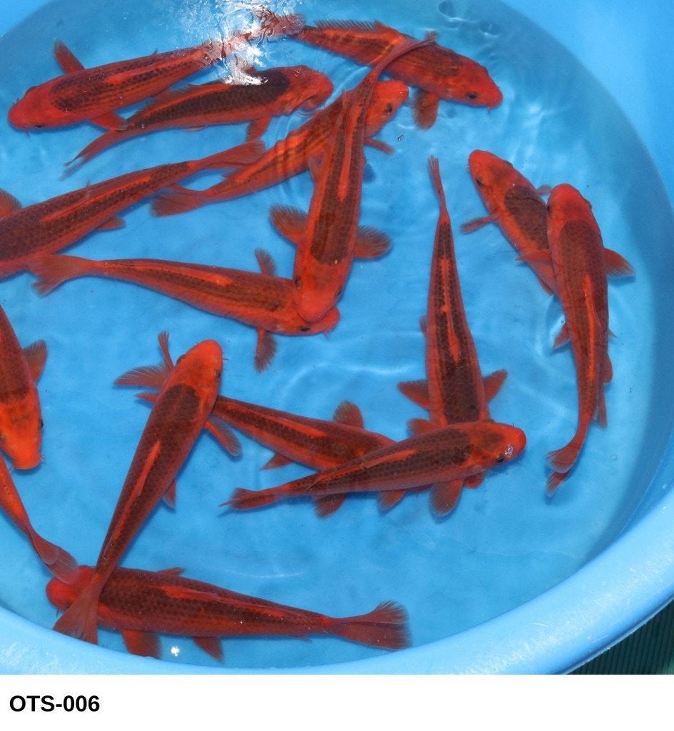 Nisai Aka Matsuba 27-35cm, Karper of Koi