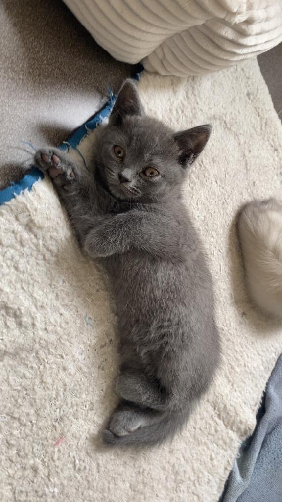 Britse korthaar kittens (nog 1 grijs katertje beschikbaar ), Dieren en Toebehoren, Katten en Kittens | Raskatten | Korthaar, Meerdere dieren