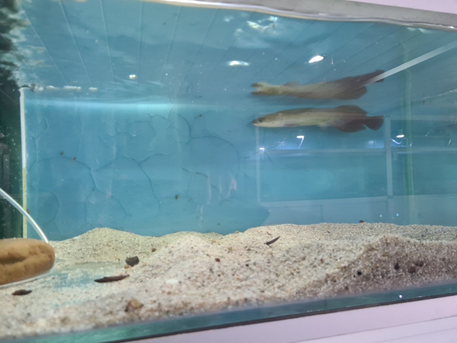 Arapaima Gigas, Pirarucu, Dieren en Toebehoren, Vis, Zoetwatervis