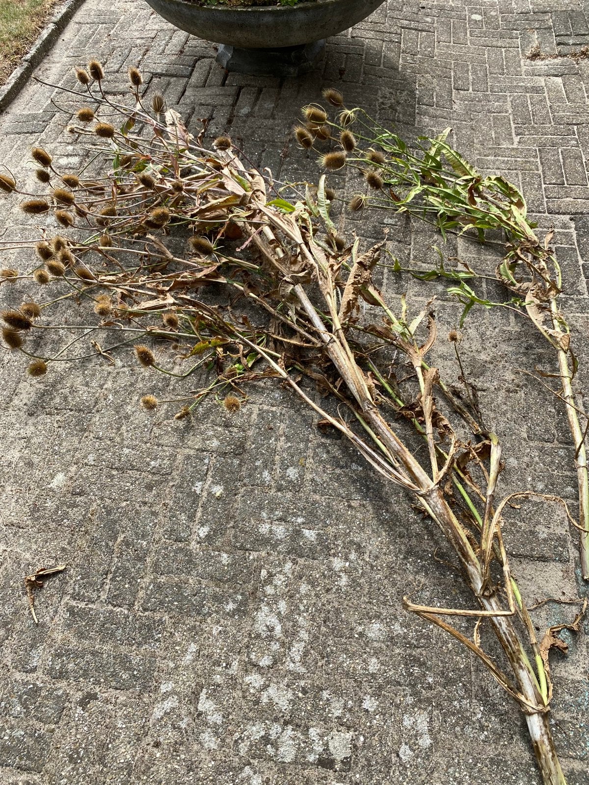 Droogbloem kaardebol, Huis en Inrichting, Woonaccessoires | Droogbloemen, Ophalen, Zo goed als nieuw