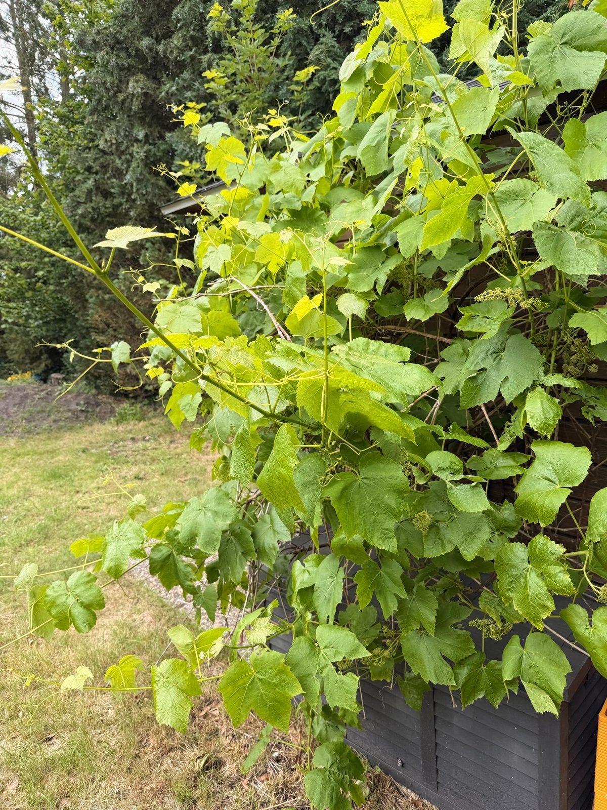 Wijnstok - Vitis vinifera, Ophalen, Volle zon, Vaste plant, Klimplanten