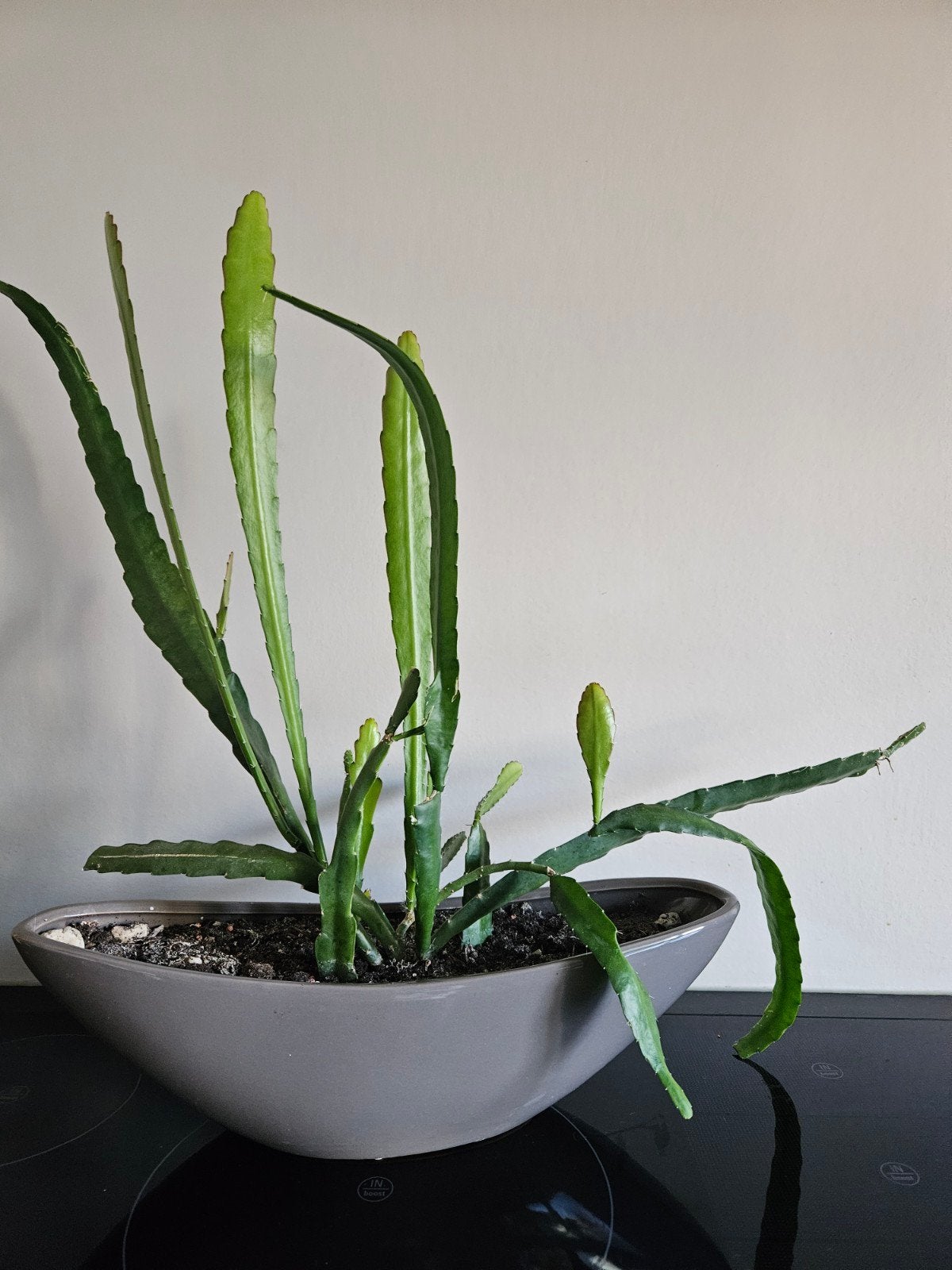 ovale pot inclusief plant., Ophalen, Vetplant, Halfschaduw, Minder dan 100 cm