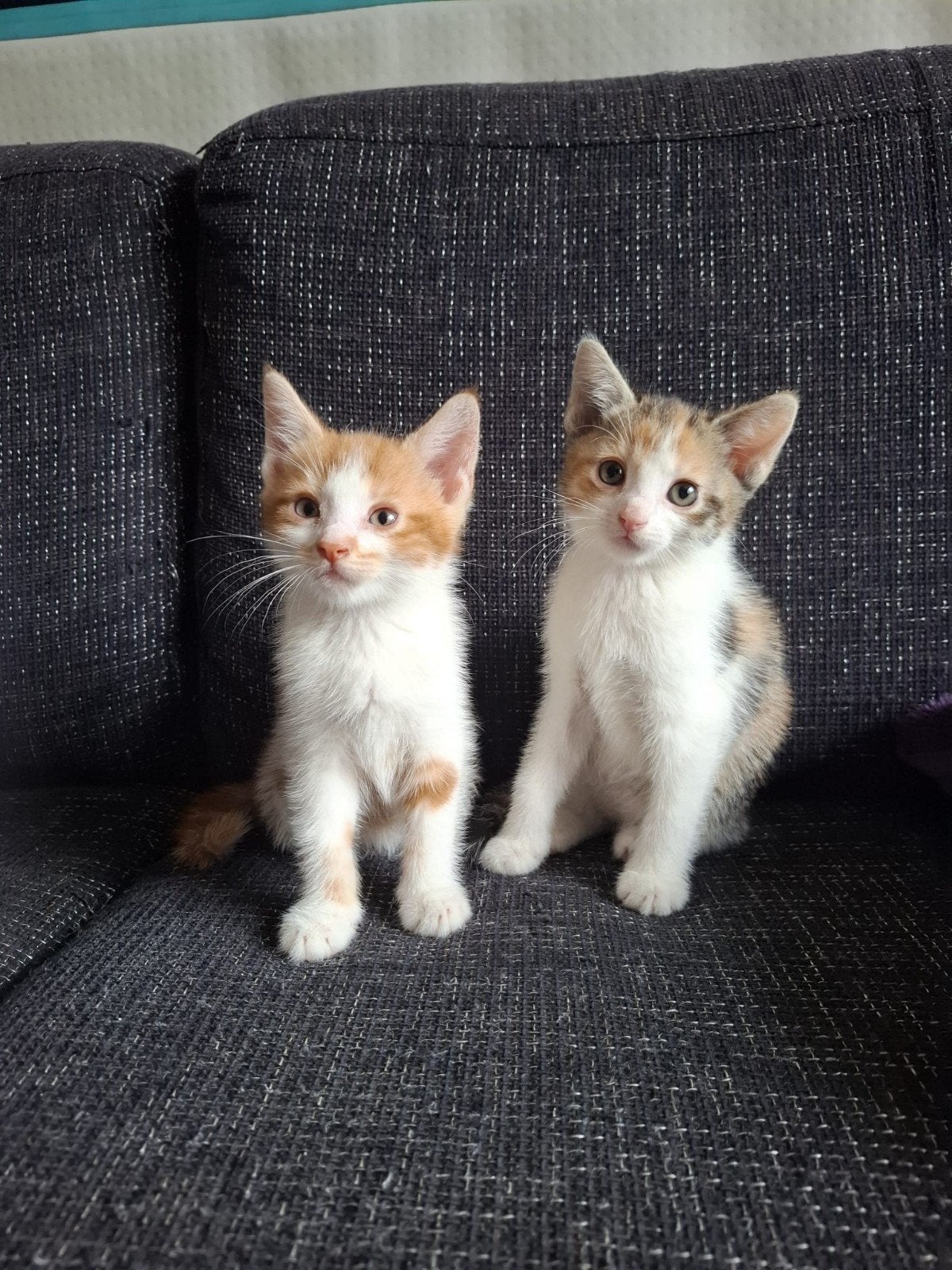 2 kittens 1 mannetje, 1 vrouwtje, Dieren en Toebehoren, Katten en Kittens | Overige Katten, Meerdere dieren, Kortharig, 0 tot 2 jaar