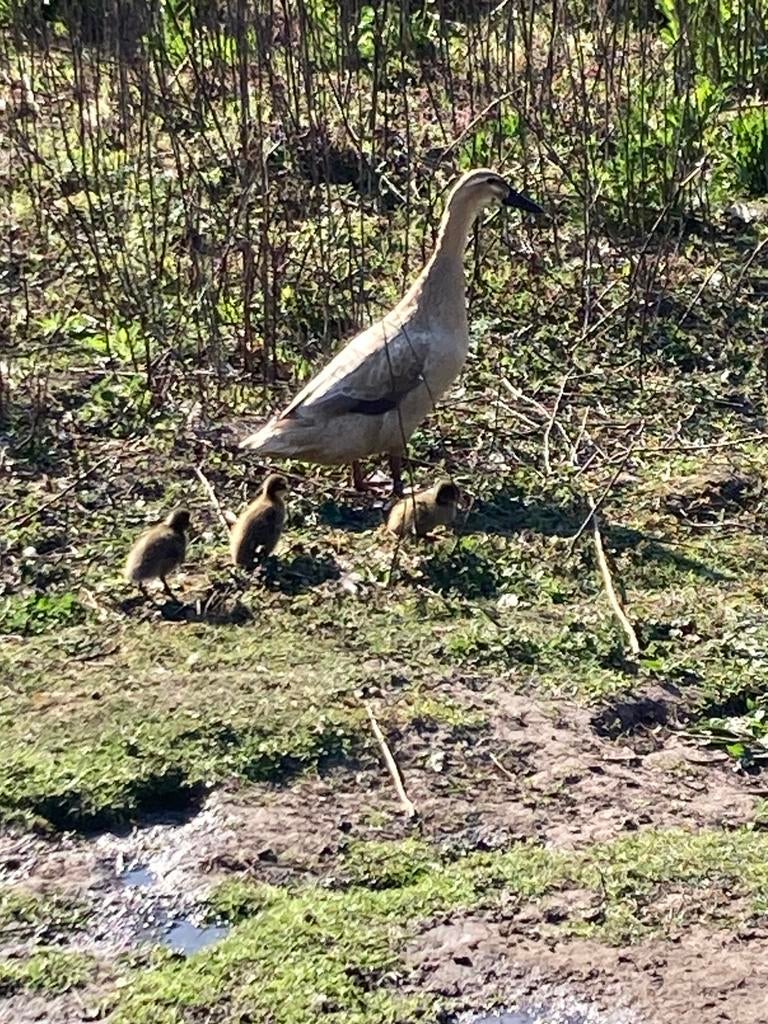 Jonge loopeenden pulletjes, Dieren en Toebehoren, Pluimvee, Meerdere dieren, Eend