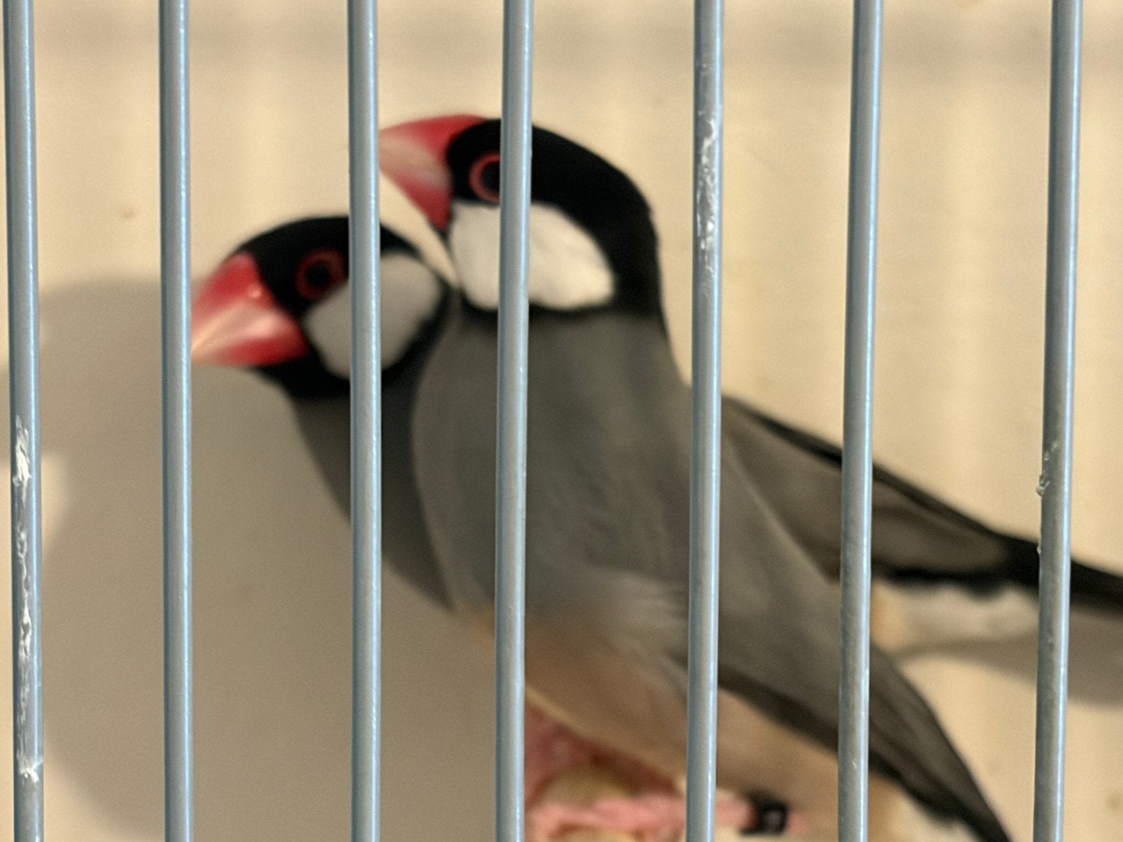 Rijstvogel koppel en losse pop, Meerdere dieren, Geringd