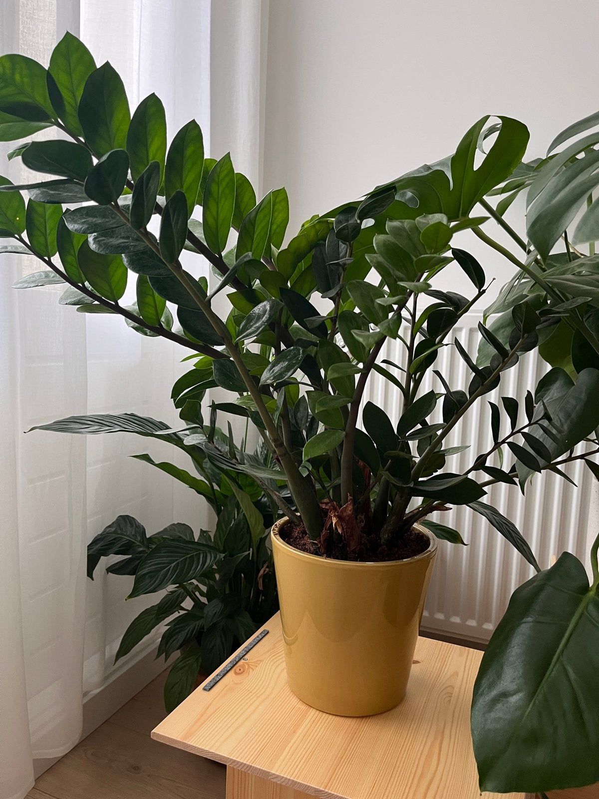 Zamioculcas in pot van Dille & Kamille, Ophalen, Zo goed als nieuw, Geel, Steen/keramiek