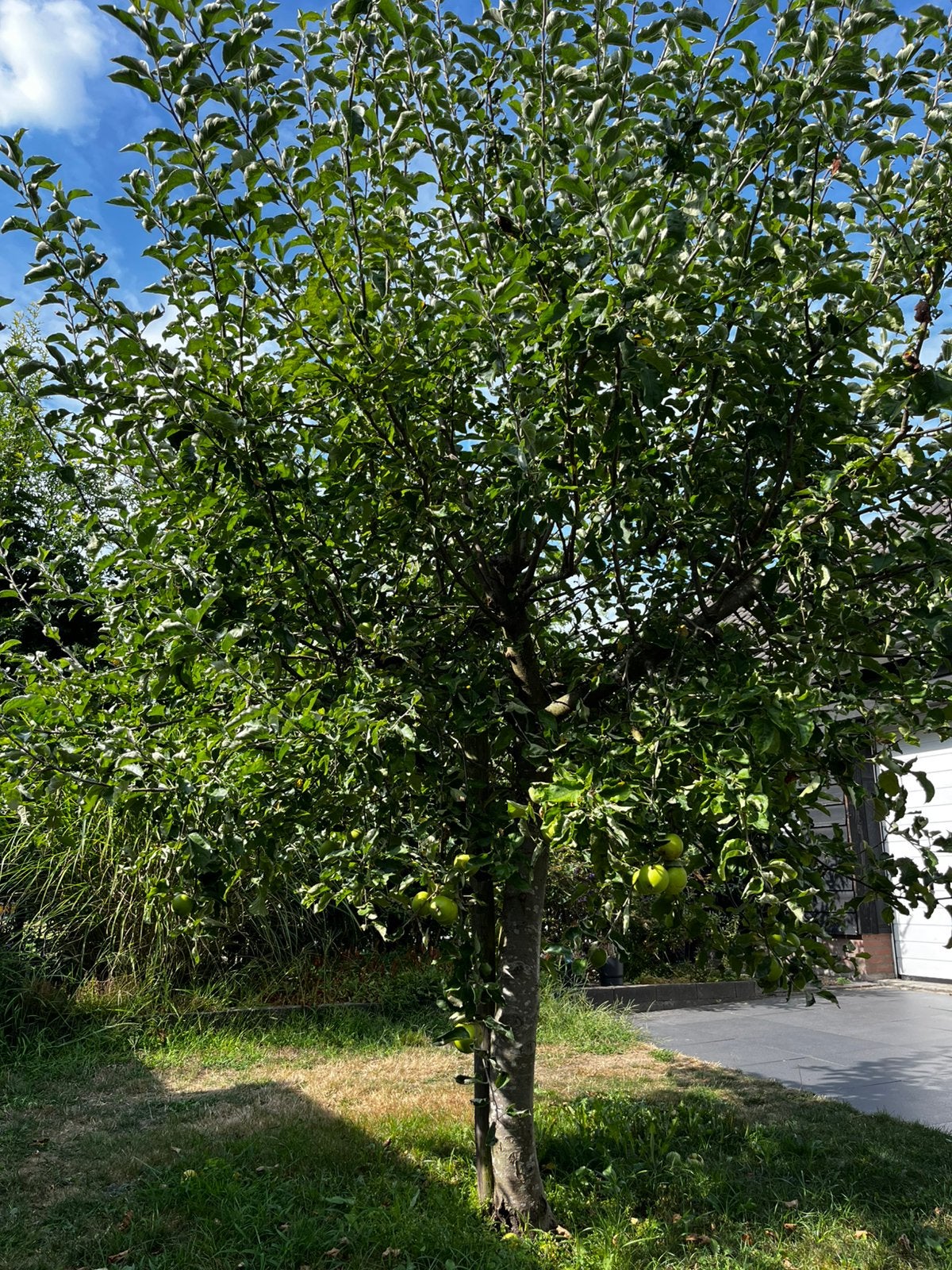 Gratis appelboom, Overige soorten, Lente, 100 tot 250 cm, Ophalen
