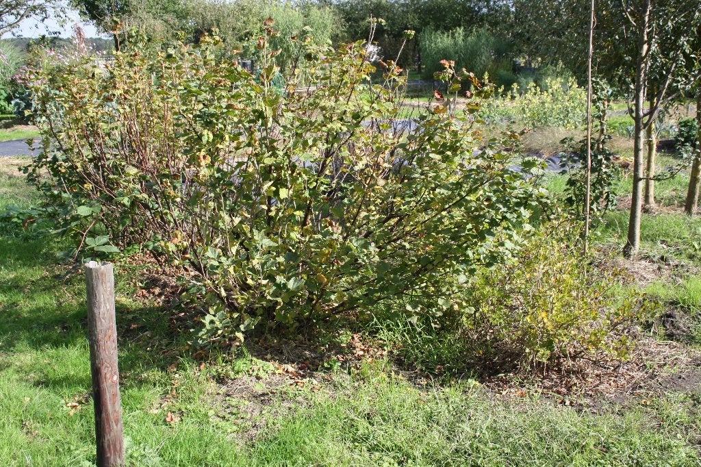 aalbessenstruik voor 20 euro, Tuin en Terras, Ophalen, Volle zon, Overige soorten, 100 tot 250 cm