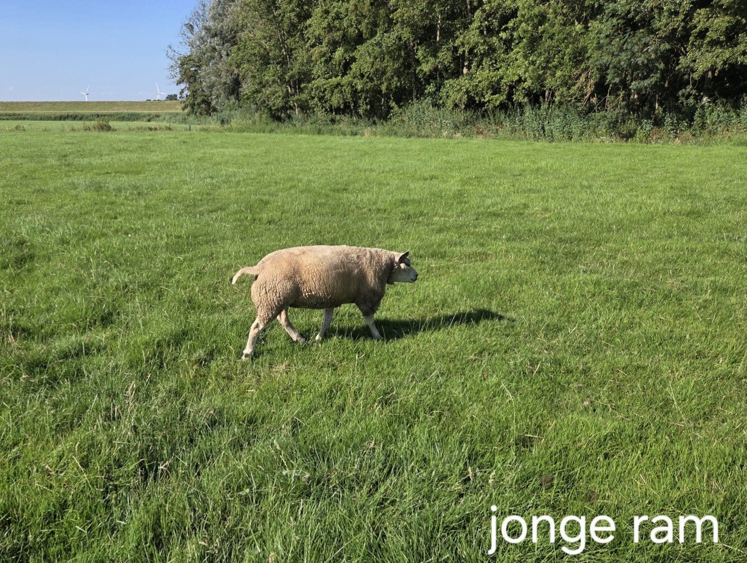 1 jarige texelaar dekram, Mannelijk, Schaap