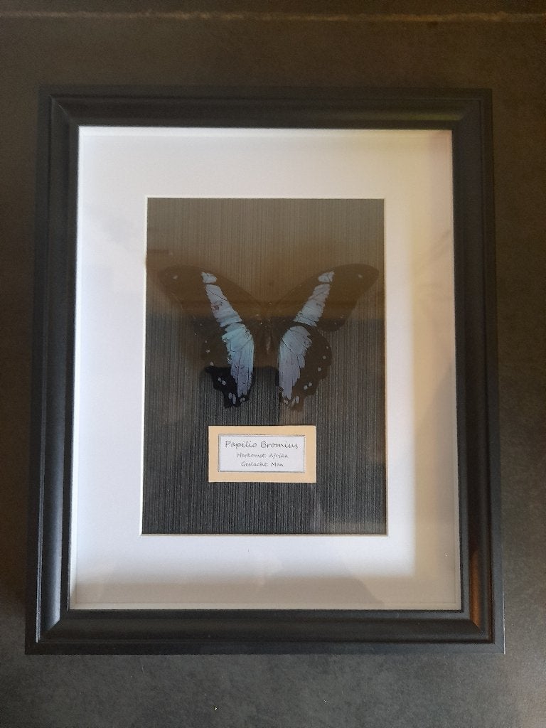 Afrikaanse zwaluwstaartvlinder – Papilio bromius, Ophalen, Nieuw, Insect, Opgezet dier