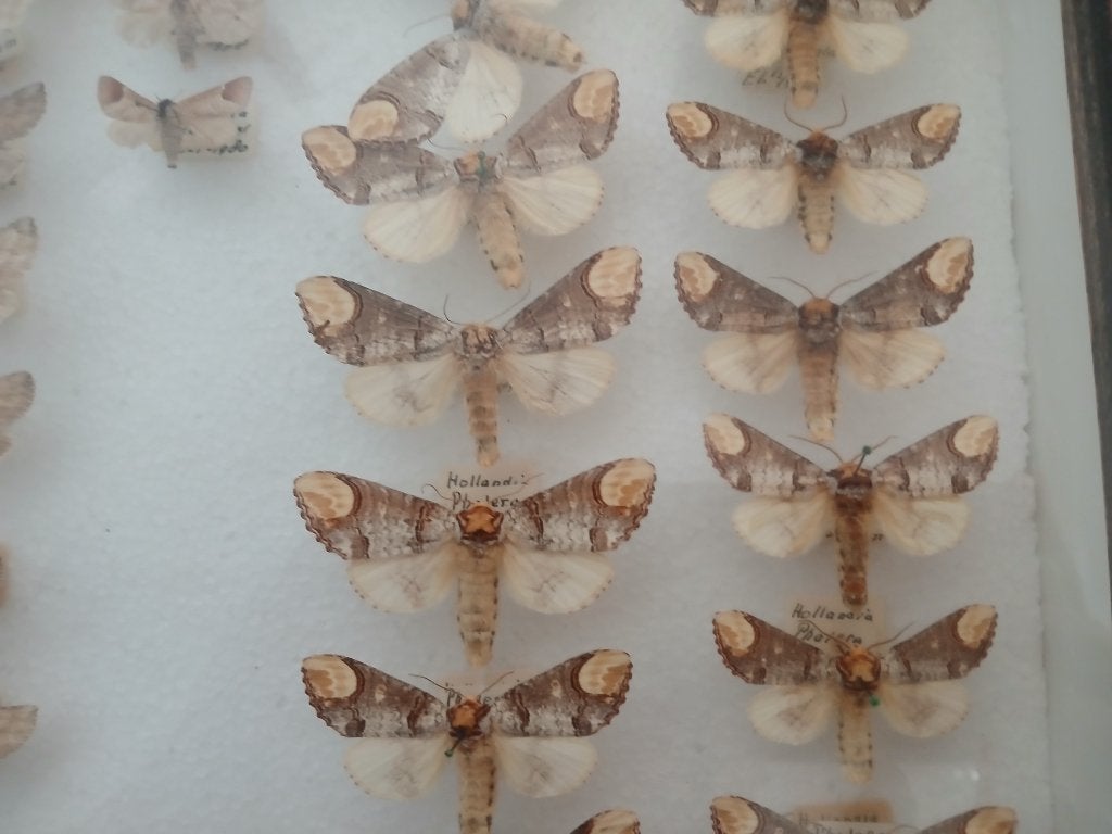 Verzameling opgezette nachtvlinders in vitrine, Ophalen, Gebruikt, Insect, Opgezet dier