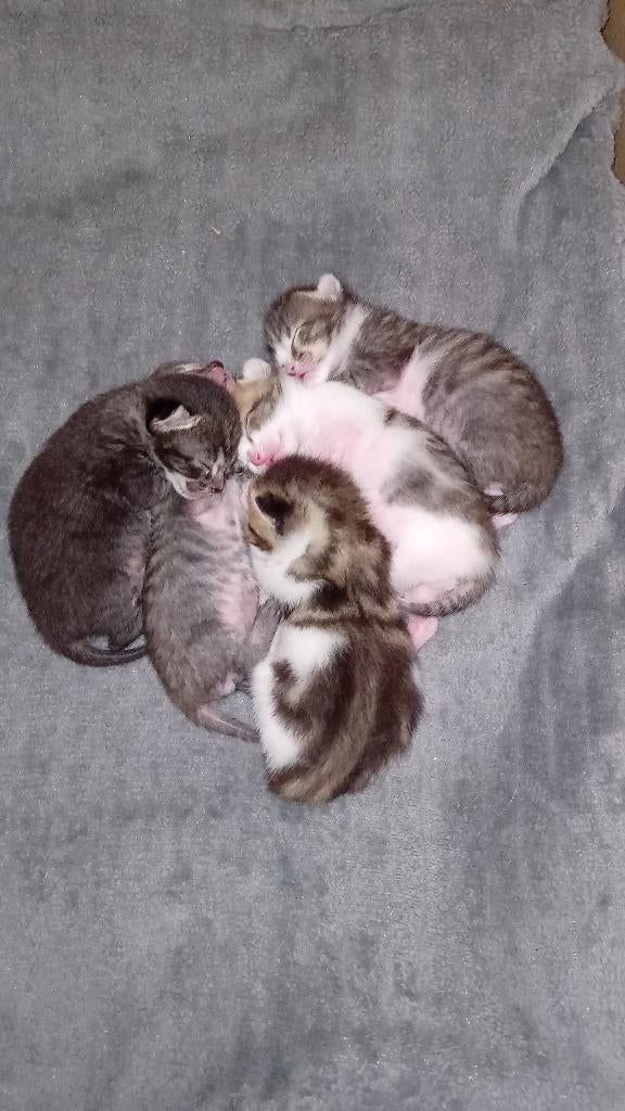 Kittens, Dieren en Toebehoren, Katten en Kittens | Overige Katten, Meerdere dieren, Kortharig, 0 tot 2 jaar