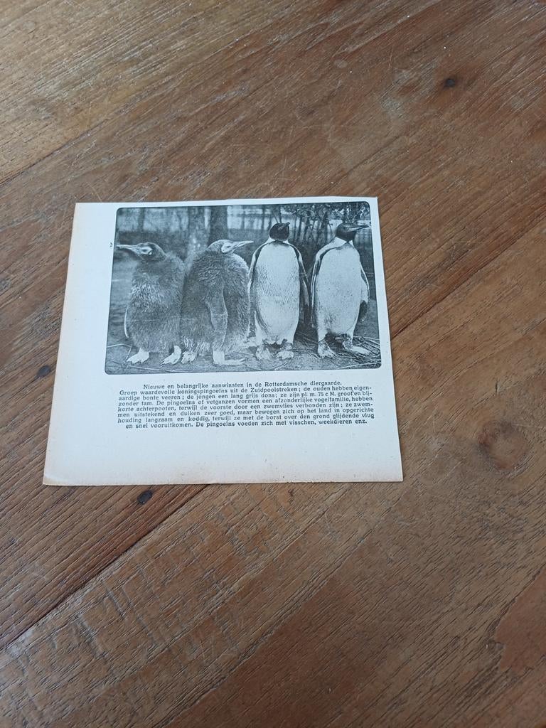 Knipsel koningspinguins diergaarde Blijdorp Rotterdam 1914, Ophalen of Verzenden