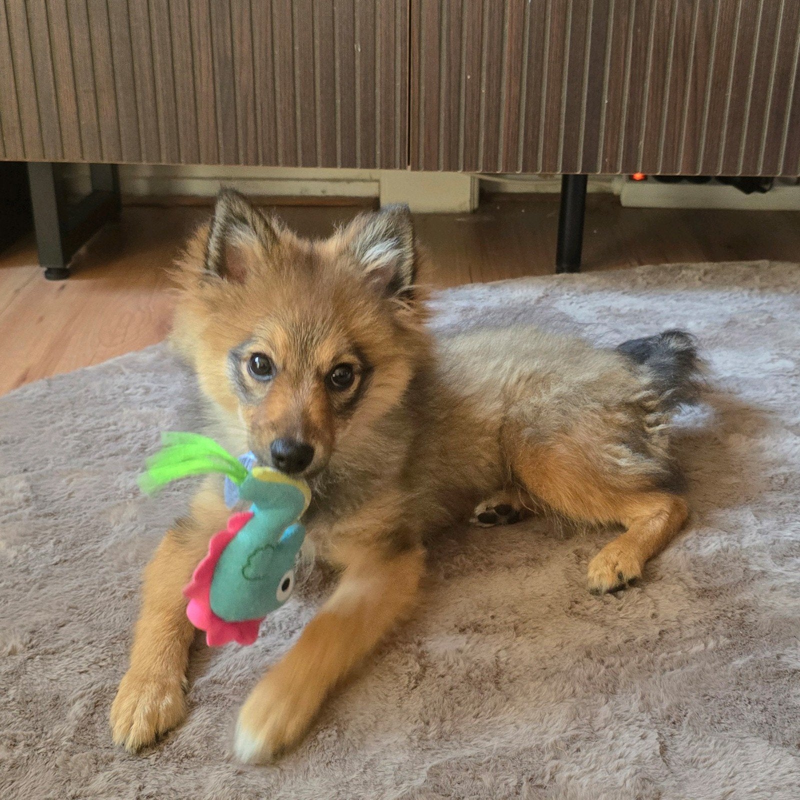 Keeshondxpomeriaan reutje geboren 13-06 🥰, 15 weken tot 1 jaar, Eén hond, Nederland, Particulier