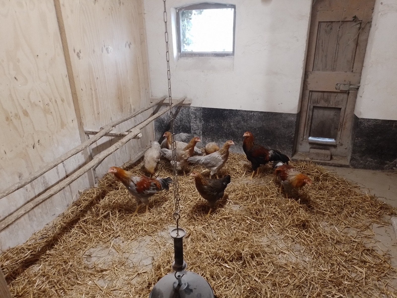 twentse hoen, Dieren en Toebehoren, Meerdere dieren, Kip
