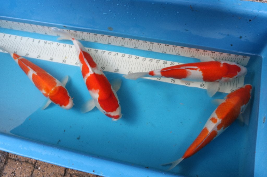HQ Kohaku Japan Koi, Dieren en Toebehoren, Vissen | Vijvervissen, Karper of Koi