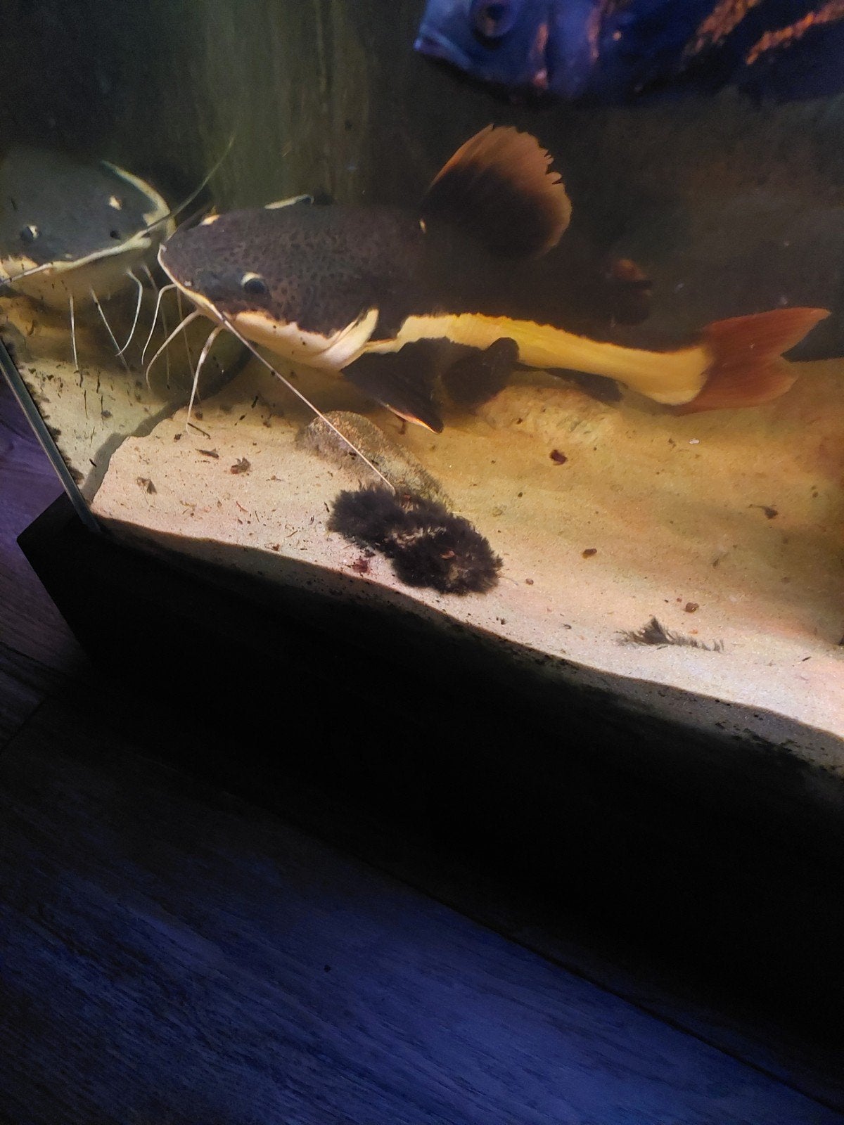 roodstaartmeerval 35 cm, Ophalen, Leeg aquarium