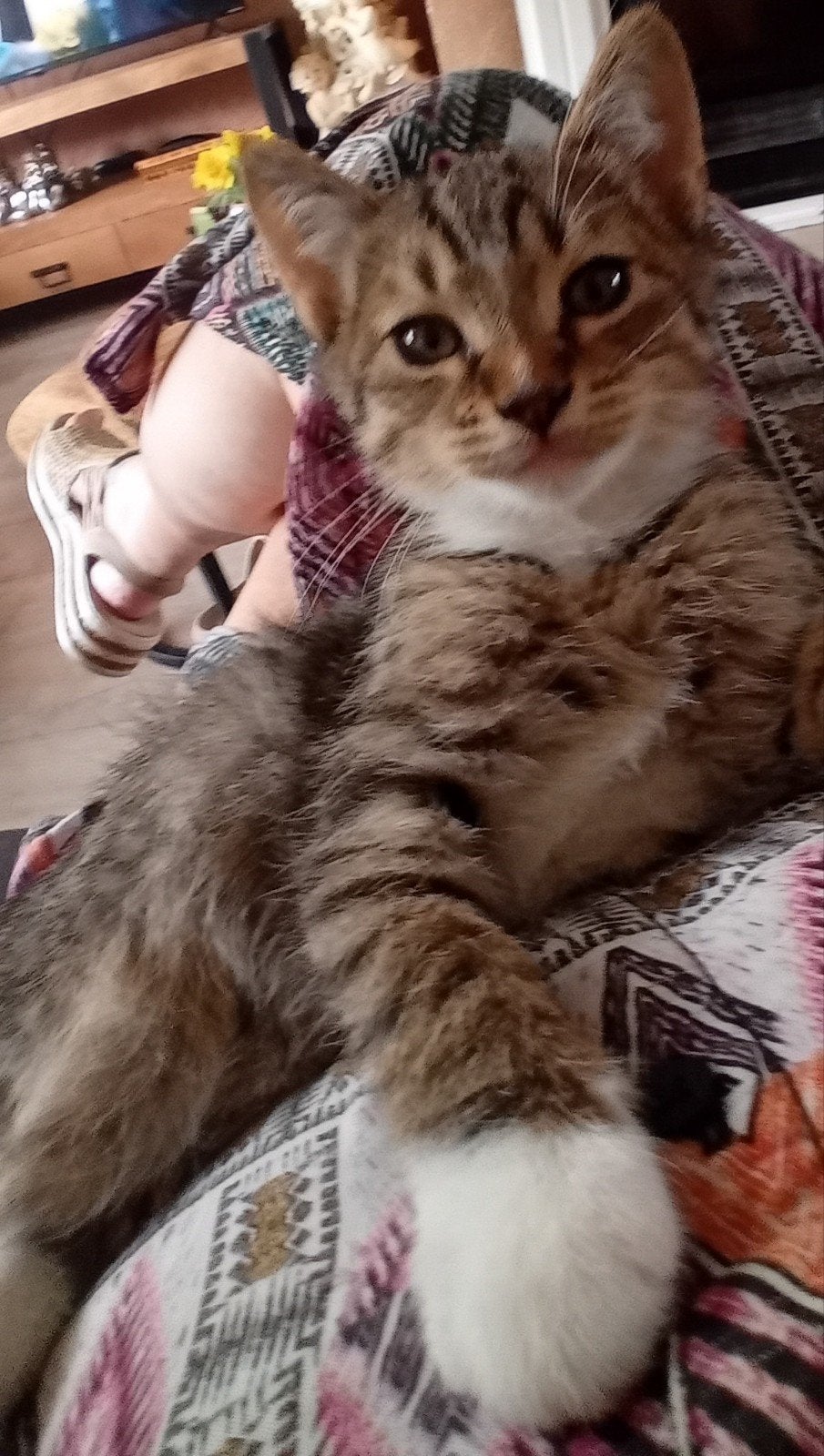 /Britsekorthaar v/Bengaal kitte €150, Kater, Ontwormd, 0 tot 2 jaar