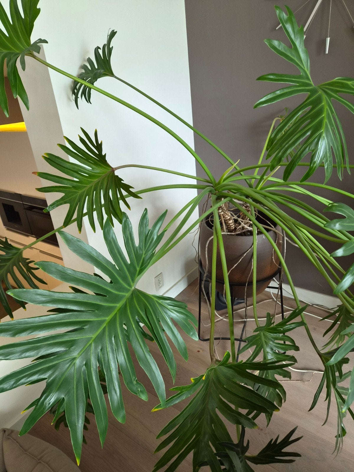 Grote Philodendron Selloum incl. pot en standaard, Ophalen, Overige soorten, Volle zon