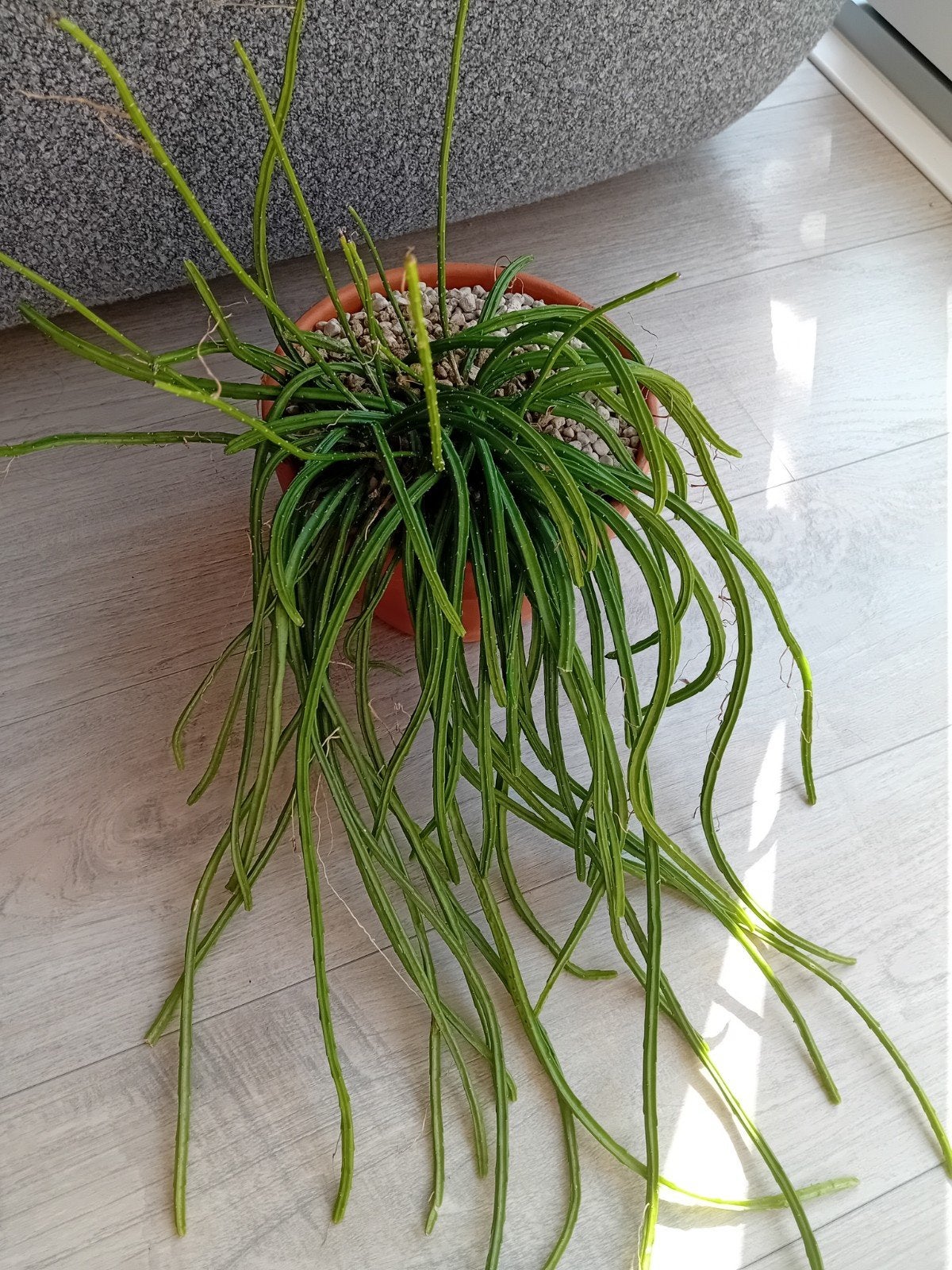 Vetplant Rhipsalis - Unieke hangplant zonder pot, Vetplant, In pot, Minder dan 100 cm, Groene kamerplant