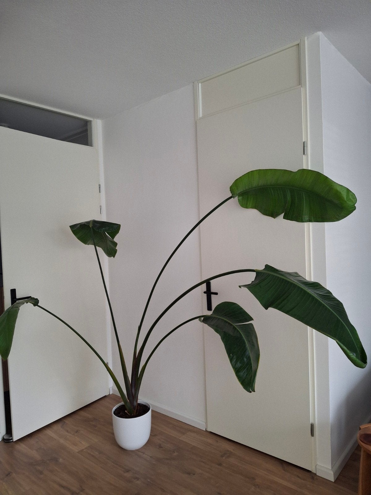 Kamerplant Strelitzia Nicolai (excl. pot), Ophalen, Overige soorten, Halfschaduw, 150 tot 200 cm