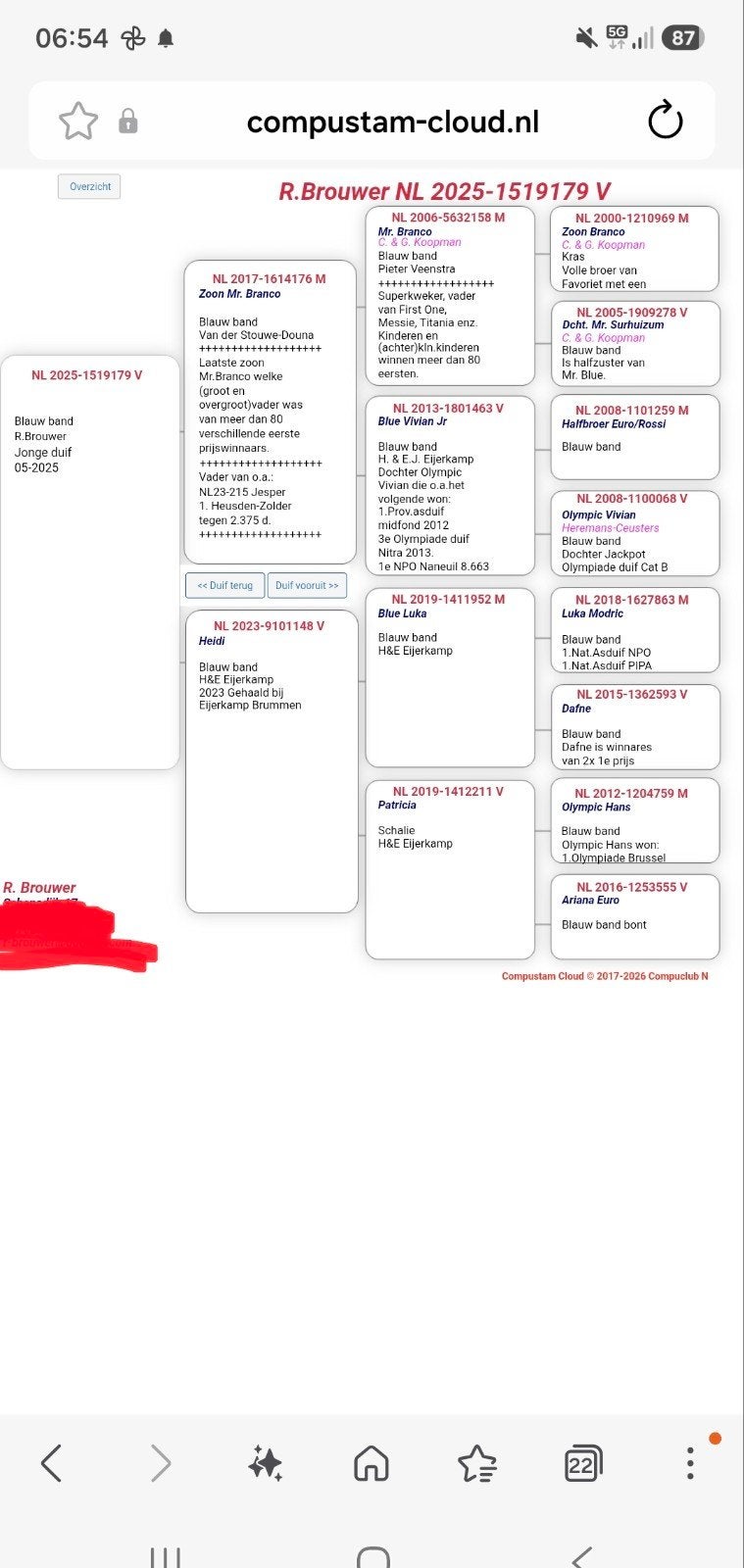 postduiven Duivin top lijnen, Vrouwelijk, Postduif