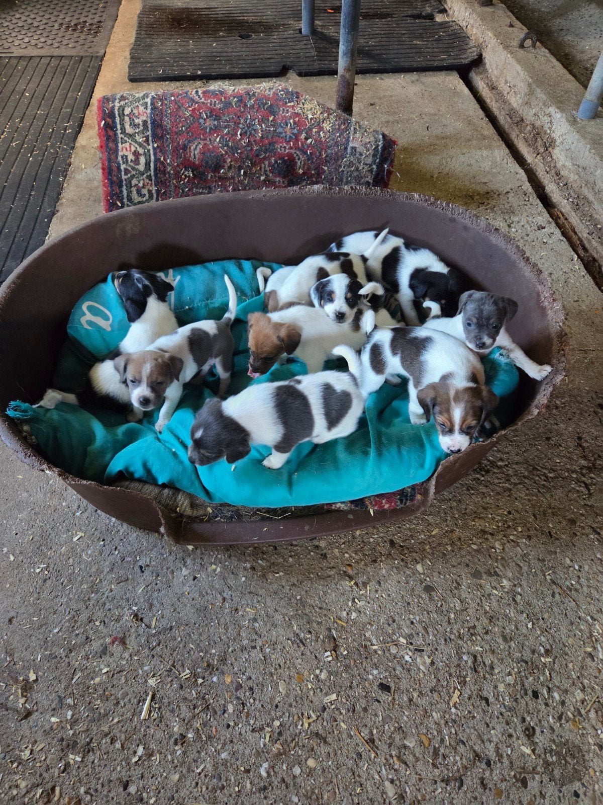 8 MOOIE BOERENFOX PUPS, 8 tot 15 weken, Parvo, Meerdere, Meerdere dieren