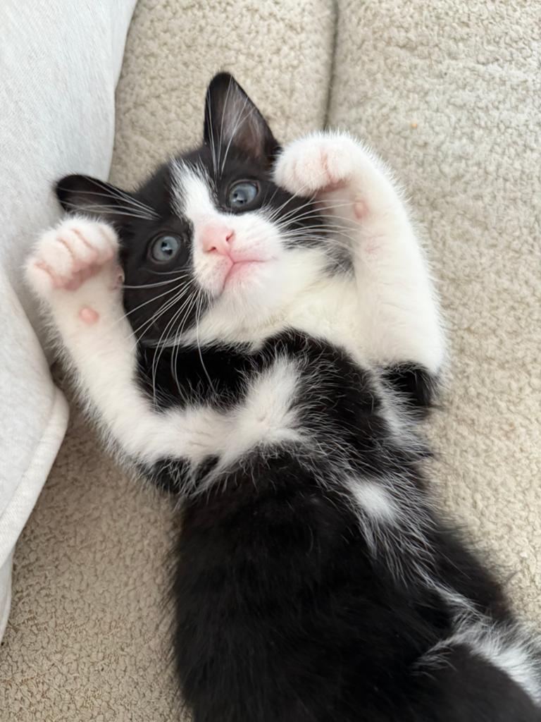 Kittens, Dieren en Toebehoren, Meerdere dieren, Ontwormd