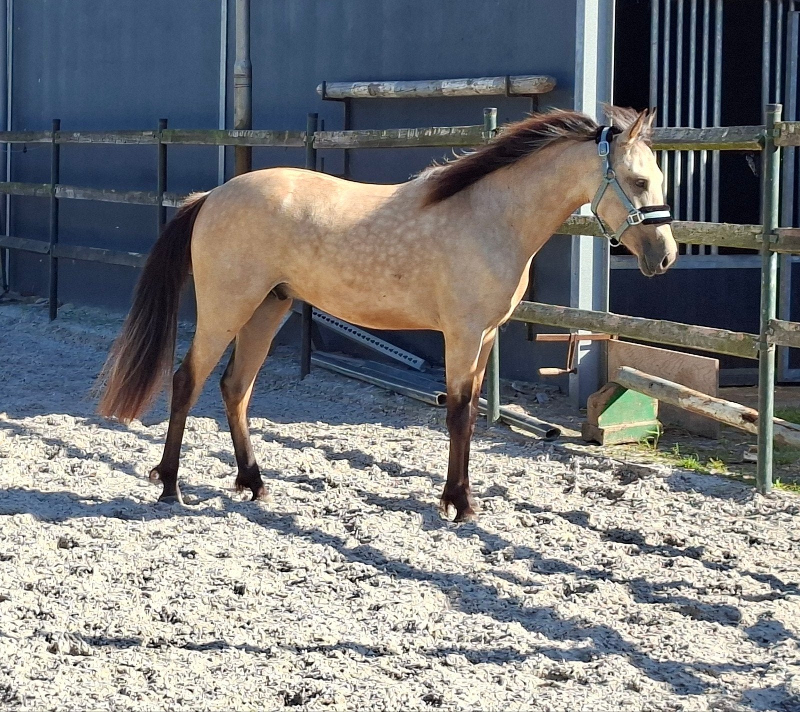 Knappe 2 jarige d pony, Dieren en Toebehoren, Paarden, Ruin, Onbeleerd, Minder dan 160 cm, 3 tot 6 jaar, Recreatiepaard