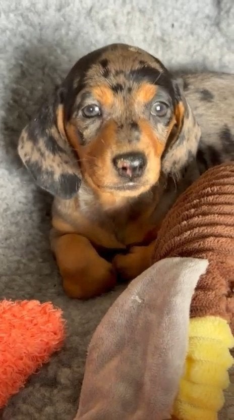 Nestje dwerg teckels korthaar merle , choco, Parvo, België, Particulier, 8 tot 15 weken