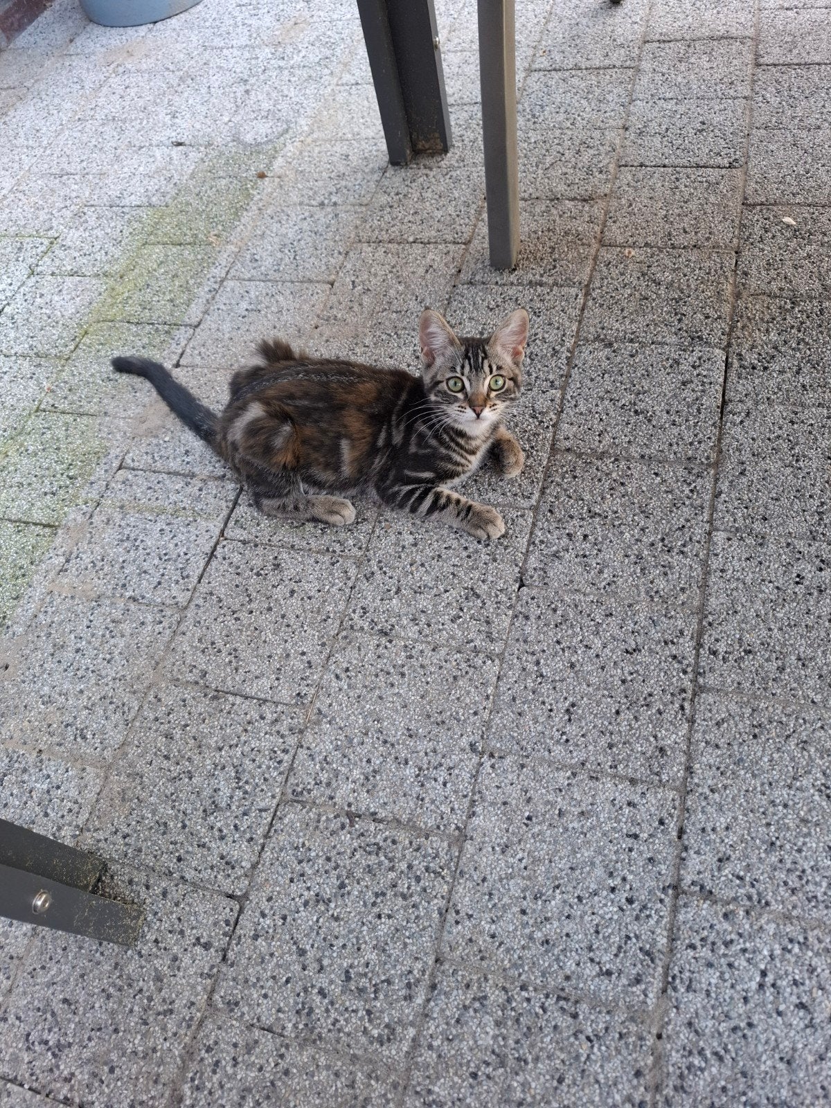 Te koop kittens, Meerdere dieren, Ingeënt