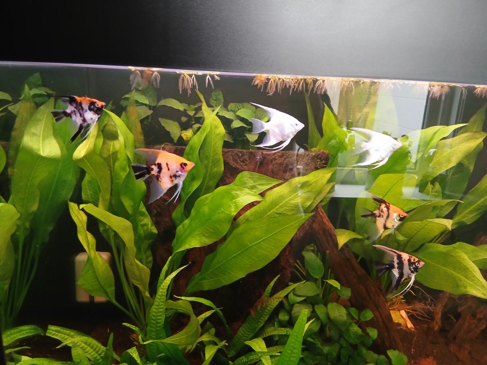 6 jonge maanvissen, Dieren en Toebehoren, Vis, Zoetwatervis, Schoolvis