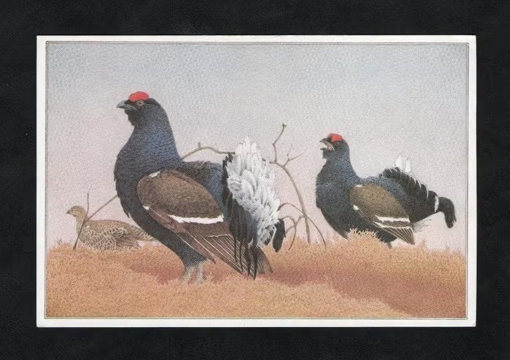 Korhoenders Lyrurs Tetrix Hanen en Hen., Ophalen of Verzenden, 1960 tot 1980, Ongelopen, Wild dier