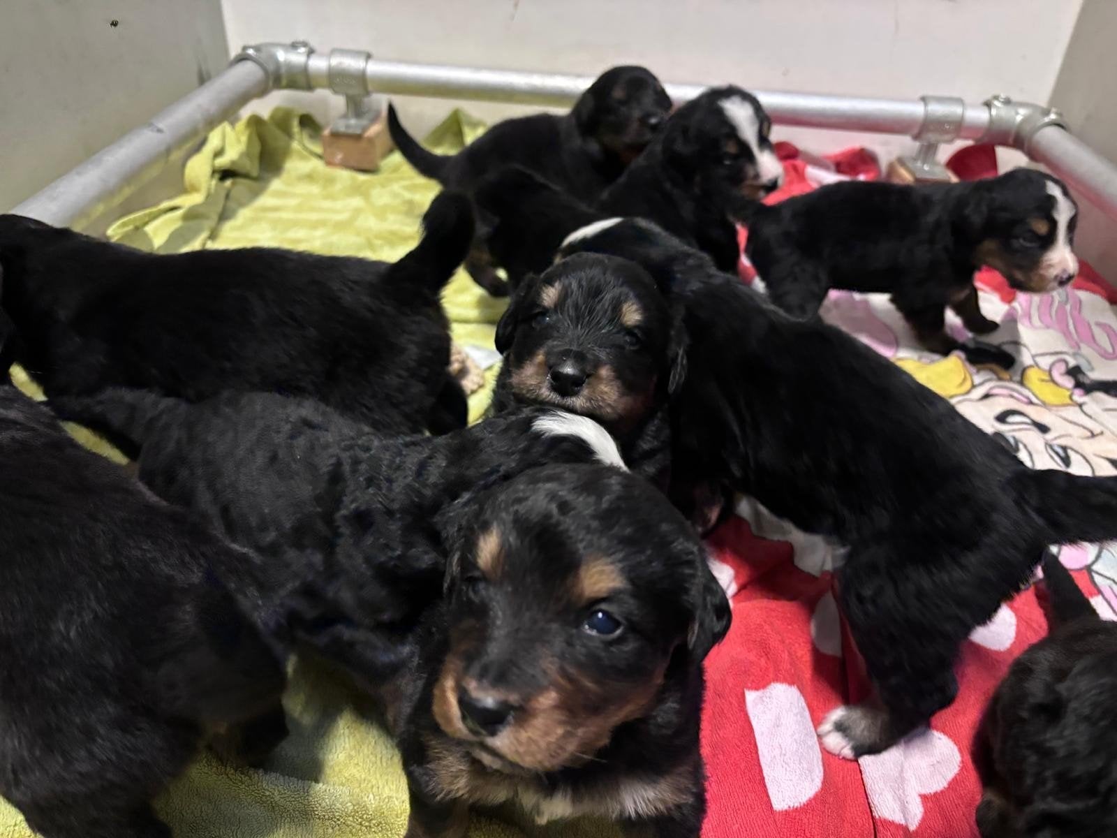 prachtige kruising berner sennen pups, 8 tot 15 weken, Meerdere, Meerdere dieren, Nederland