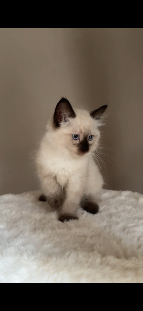 Ragdoll kittens te koop!, Meerdere dieren, Ontwormd