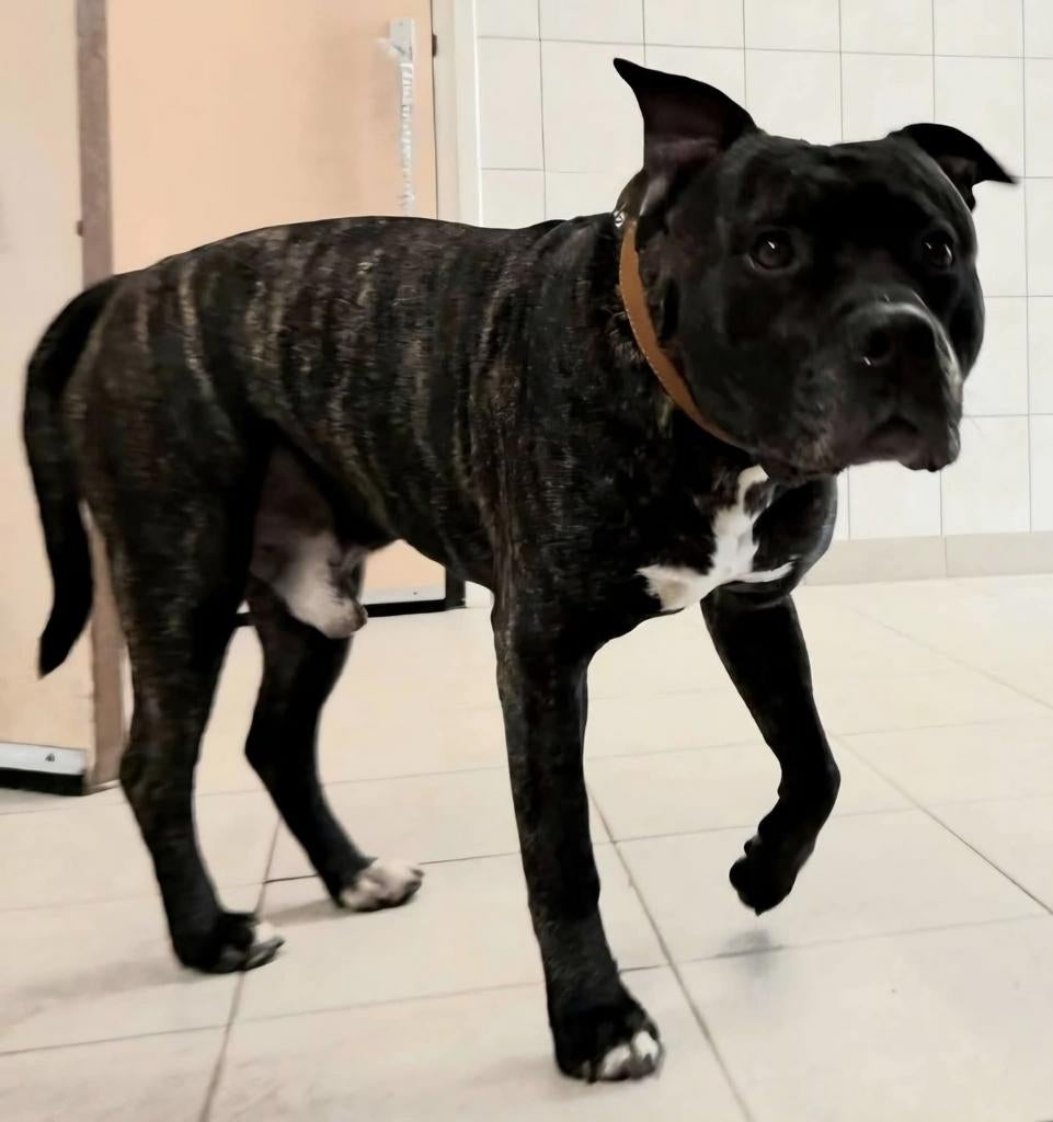 gezocht; honden oppas. spoed!, Dieren en Toebehoren, 6 jaar of ouder, Reu, American Staffordshire Terriër, Eén hond