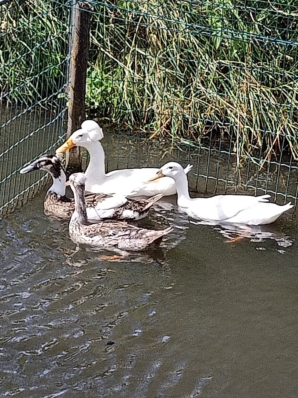 Indische loopeenden met kuif, Dieren en Toebehoren, Meerdere dieren, Eend