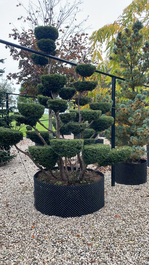 Taxus baccata 'Summergold, Volle zon, Vaste plant, Bloeit niet, Ophalen