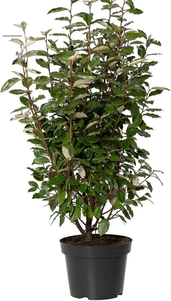 Eleagnus Ebbingei compacta olijfwilg zilverbes plant 60 cm, Ophalen of Verzenden, Overige soorten, Struik, Minder dan 100 cm