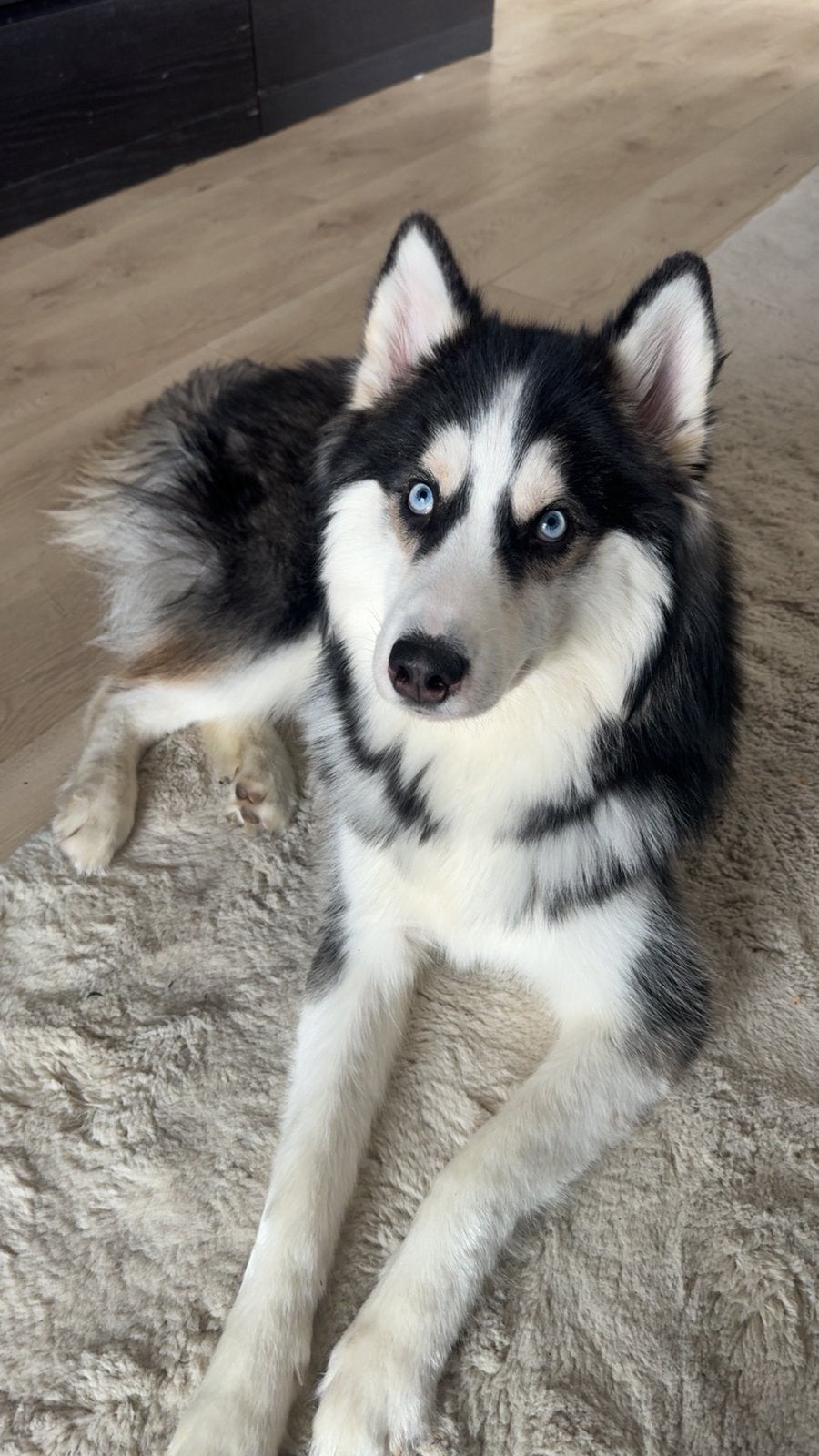 Siberische Husky (zoekt nieuw huis!), 15 weken tot 1 jaar, Reu, Poolhond, Eén hond