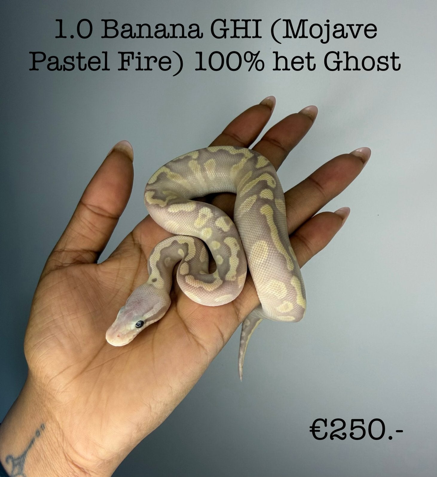1.0 Banana GHI (Mojave Pastel Fire) 100% het ghost NK26, Dieren en Toebehoren, Reptielen en Amfibieën, Slang, 3 tot 6 jaar