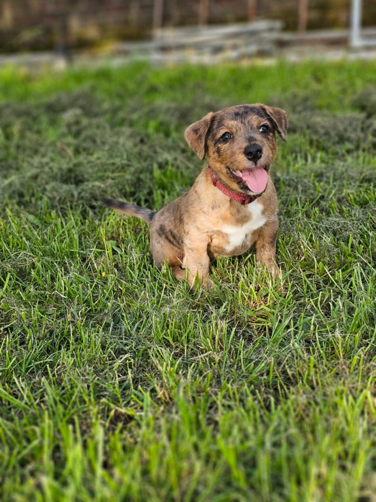 Jackrussel puppy,s, Parvo, Jack Russell Terriër, 8 tot 15 weken, Meerdere