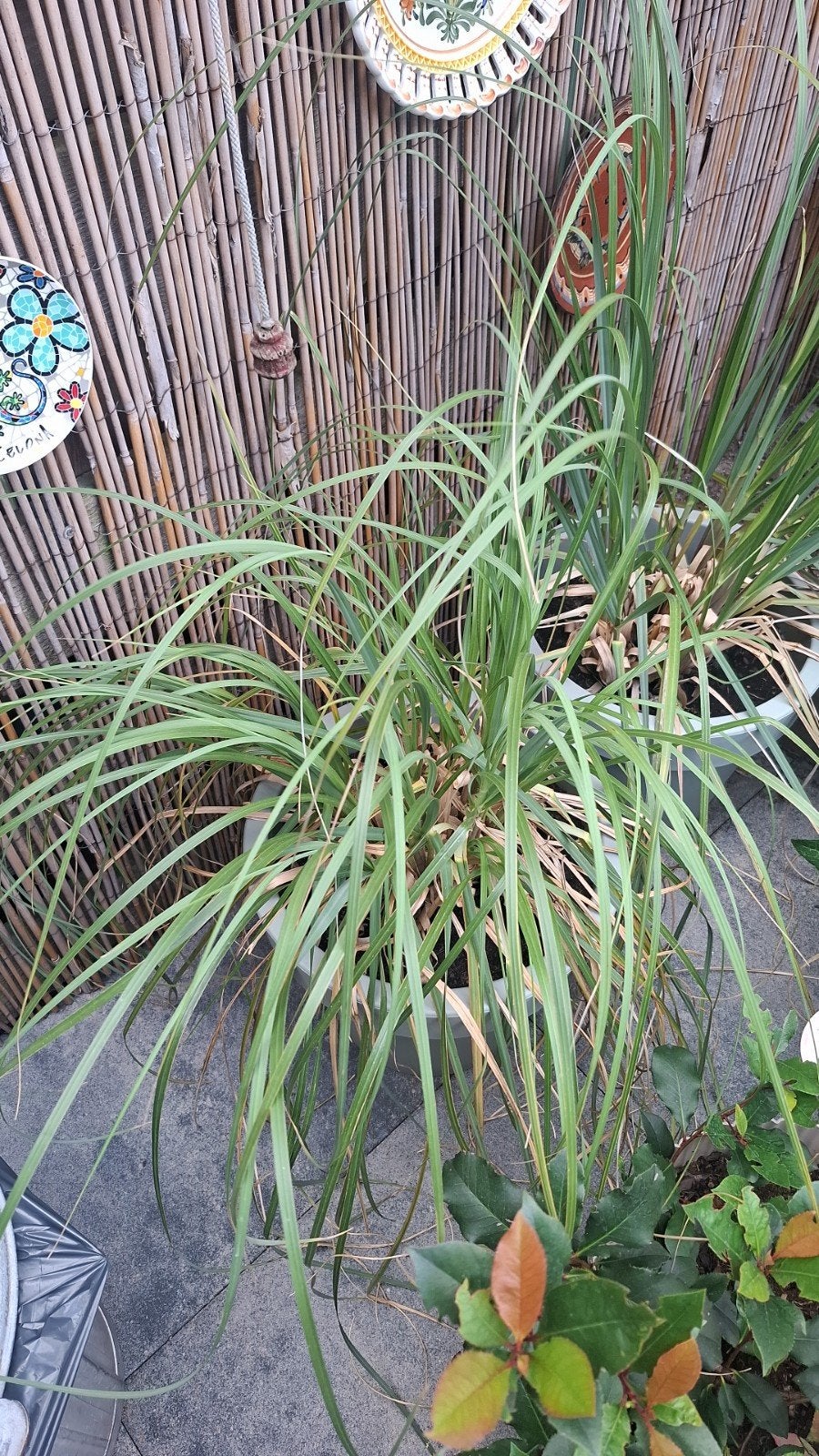Gratis 2 stuks Pampa gras!, Tuin en Terras, Planten | Tuinplanten, Ophalen, Volle zon