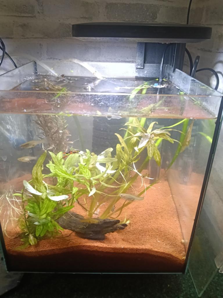 2 complete aquariums met guppen, Dieren en Toebehoren, Vissen | Aquaria en Toebehoren, Ophalen, Zo goed als nieuw, Gevuld zoetwateraquarium