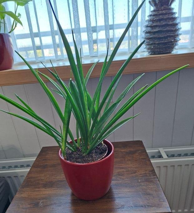 Sanseveria, Ophalen, Halfschaduw, Minder dan 100 cm