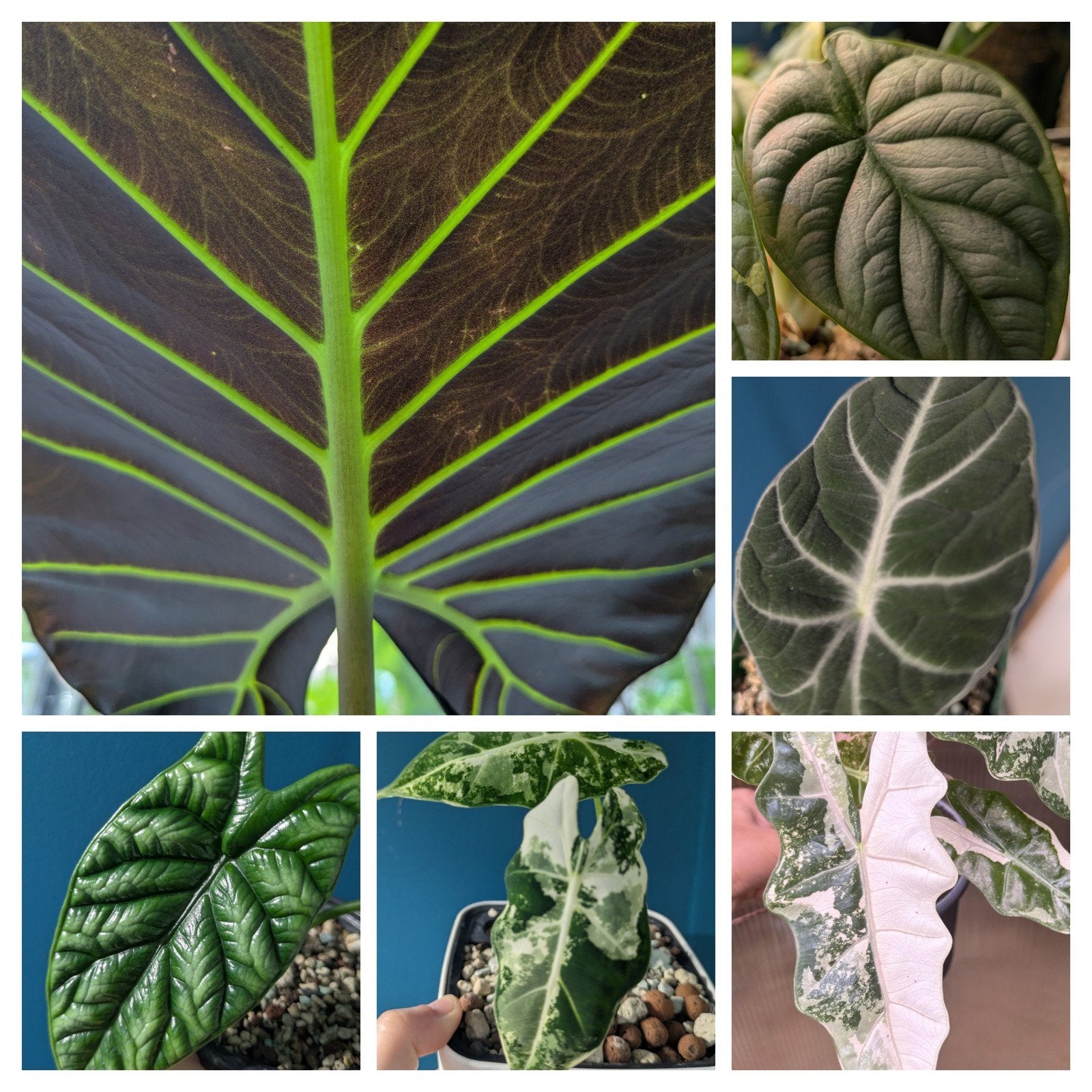 Alocasia knolletjes  zie omschrijving!, Ophalen of Verzenden, Halfschaduw, Minder dan 100 cm
